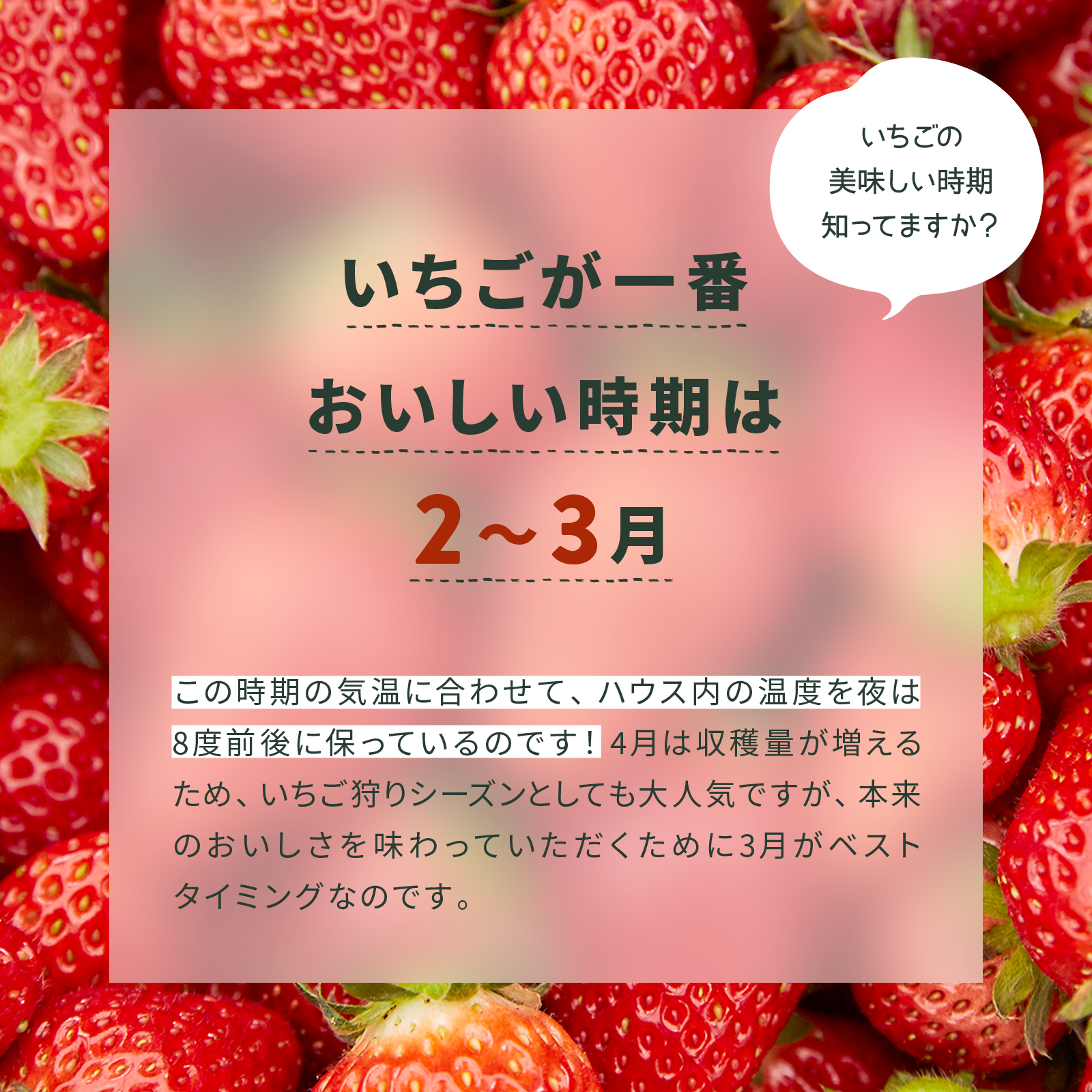 オールフルーツジャム　いちご　240g 内容量: 140g