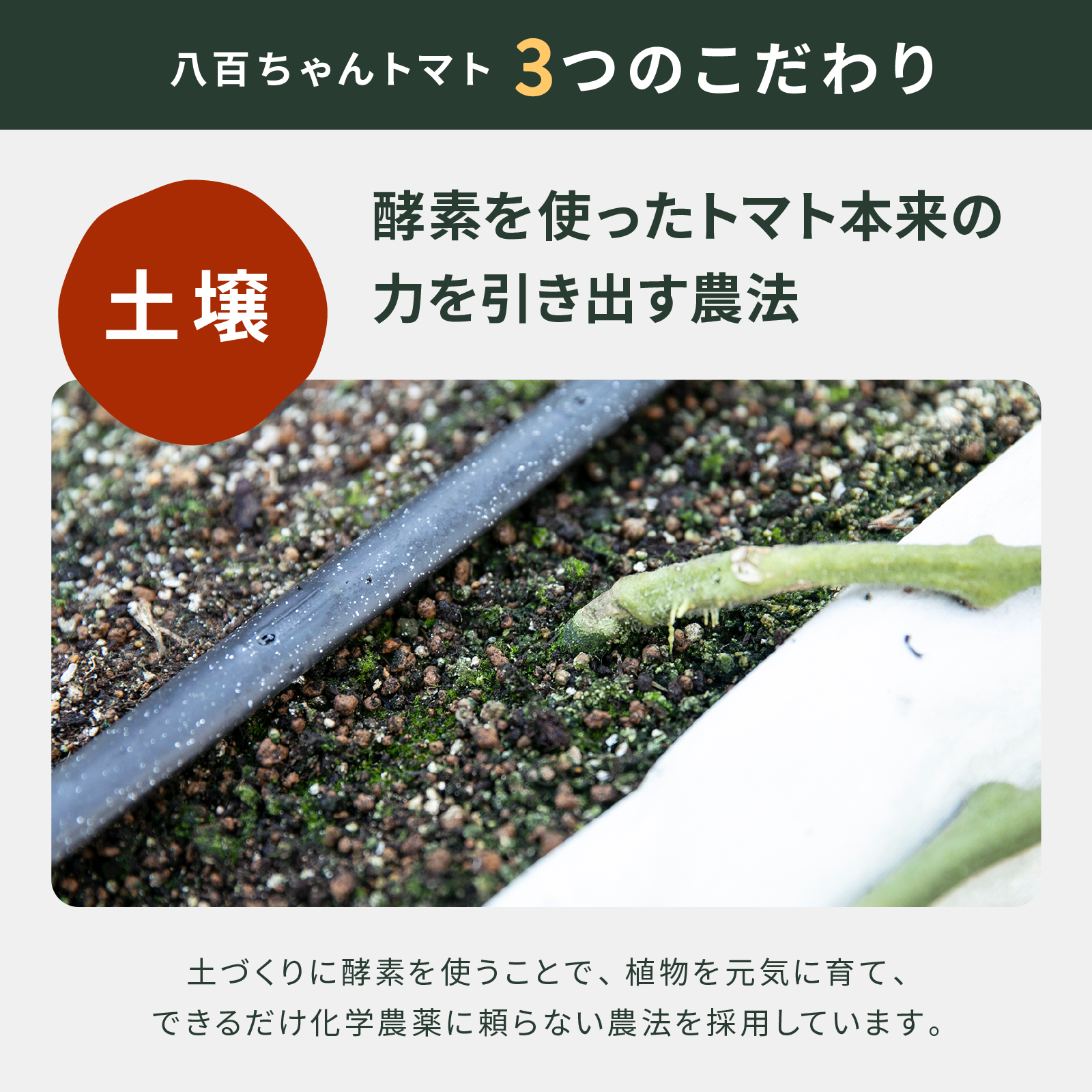 本格パスタソース　グリル野菜　330g