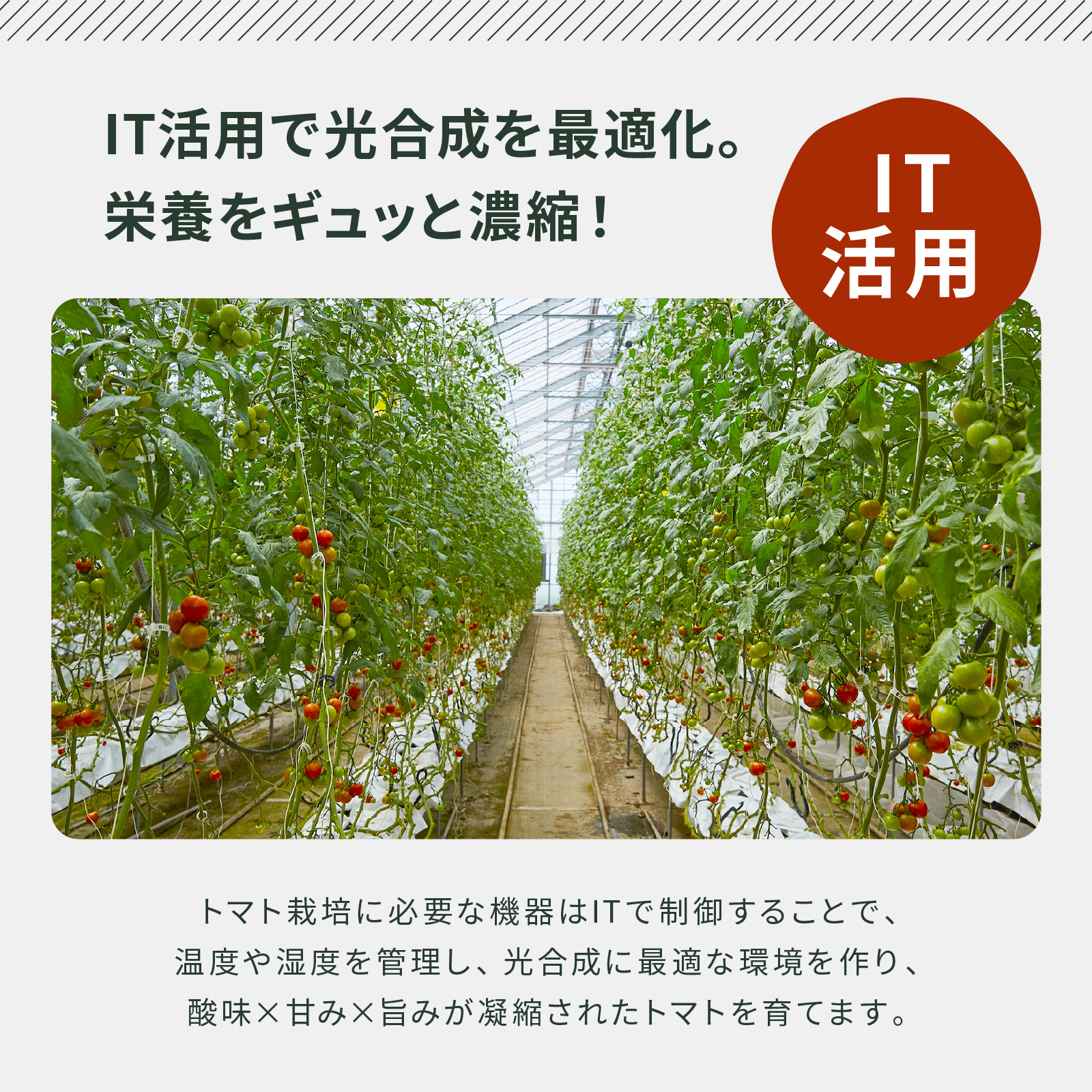 大玉トマトジュース　1000㎖