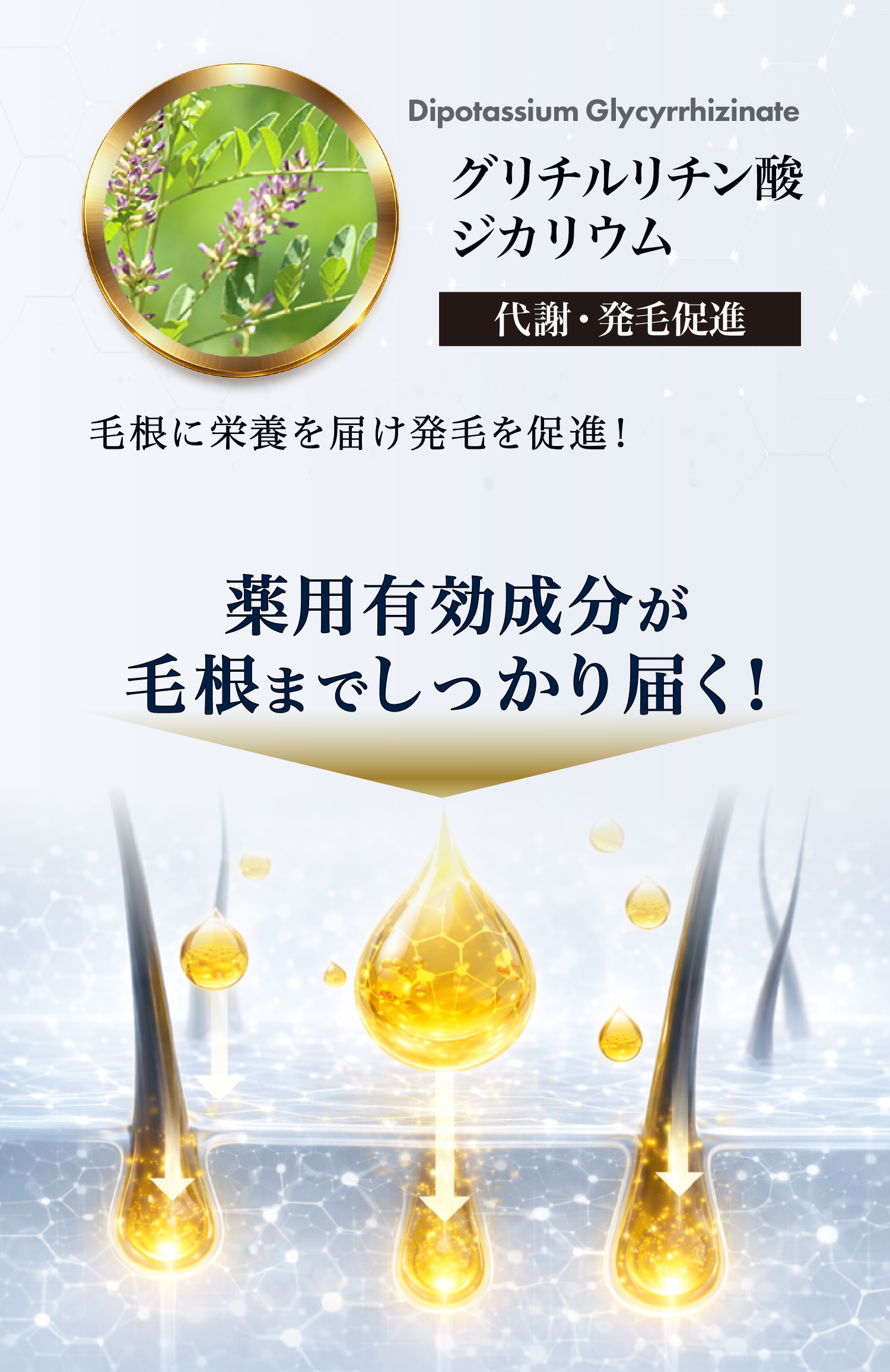 薬用有効成分が毛根までしっかり届く！