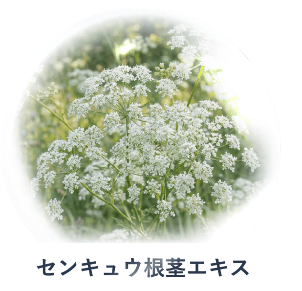 センキュウ根茎エキス
