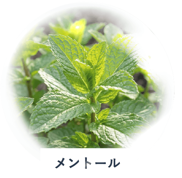 メントール