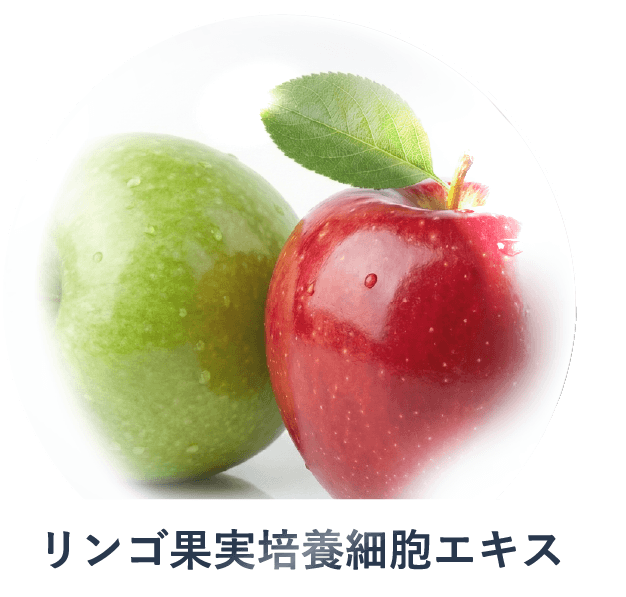 リンゴ果実培養細胞エキス