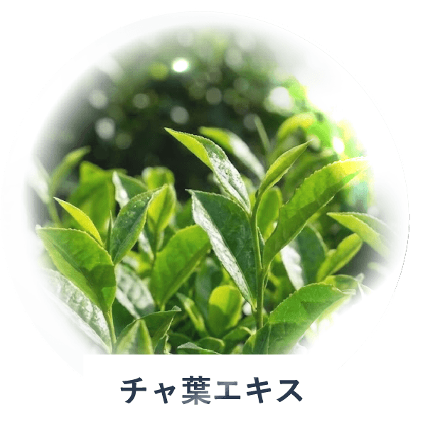 チャ葉エキス