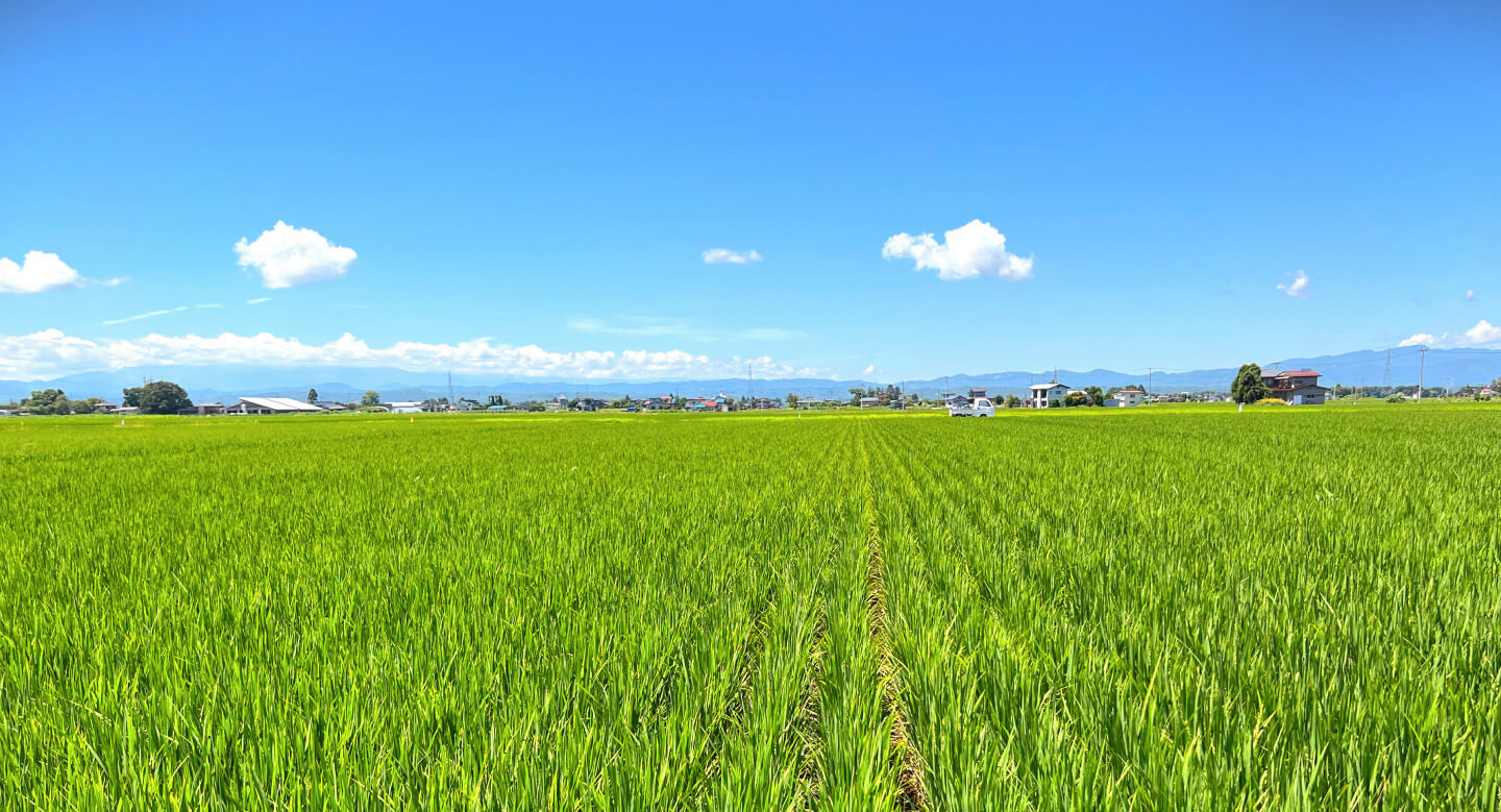 青空の下に広がる山形県川西町吉島地域の水田