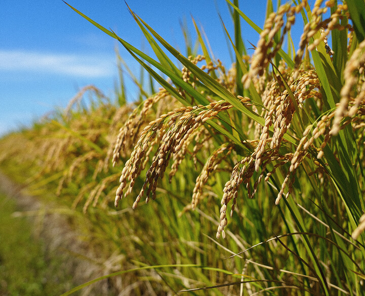 稲穂