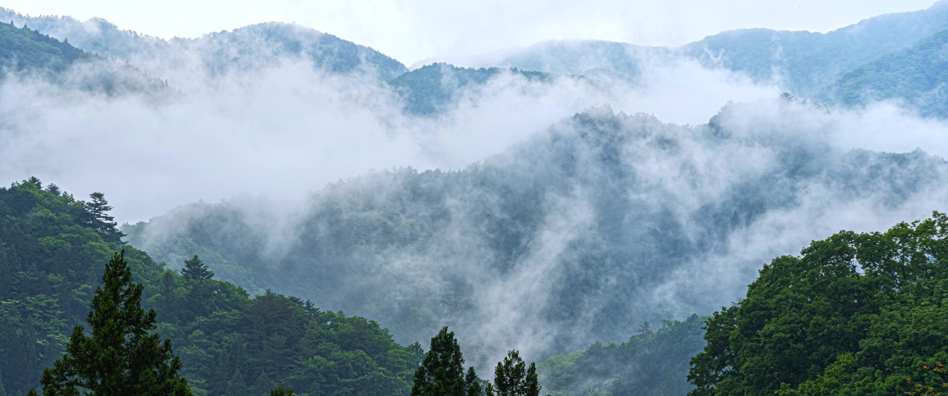 飛騨の森と野草の画像