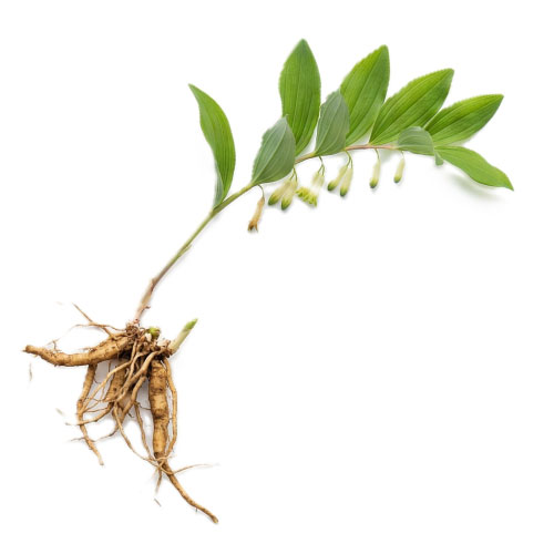 アマドコロの画像