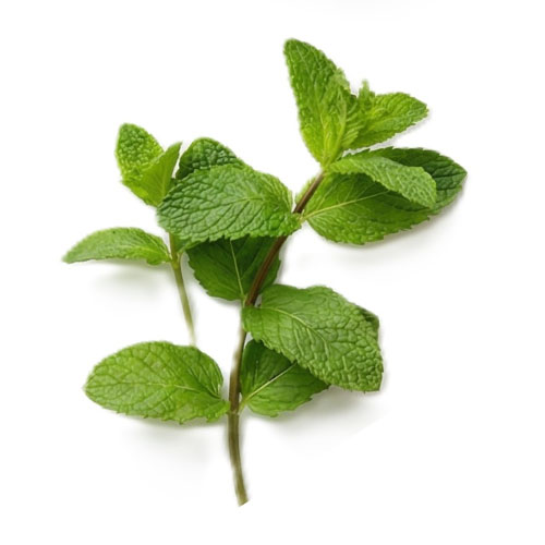 アップルミントの画像