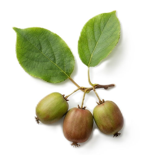 マタタビの画像