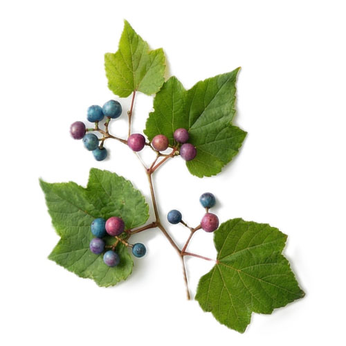 ウマブドウの画像