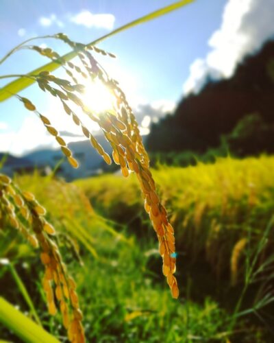 2024年産龍の瞳飛騨産 内容量: 2kg(13合), 精米方法: 精米