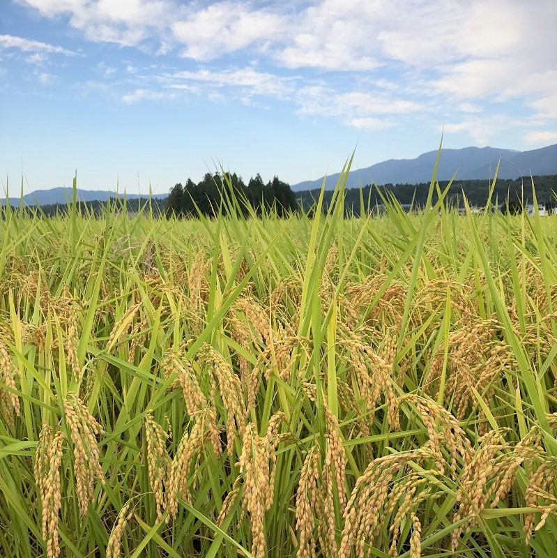 2026年産龍の瞳岐阜産 内容量: 1kg(6.7合), 精米方法: 精米