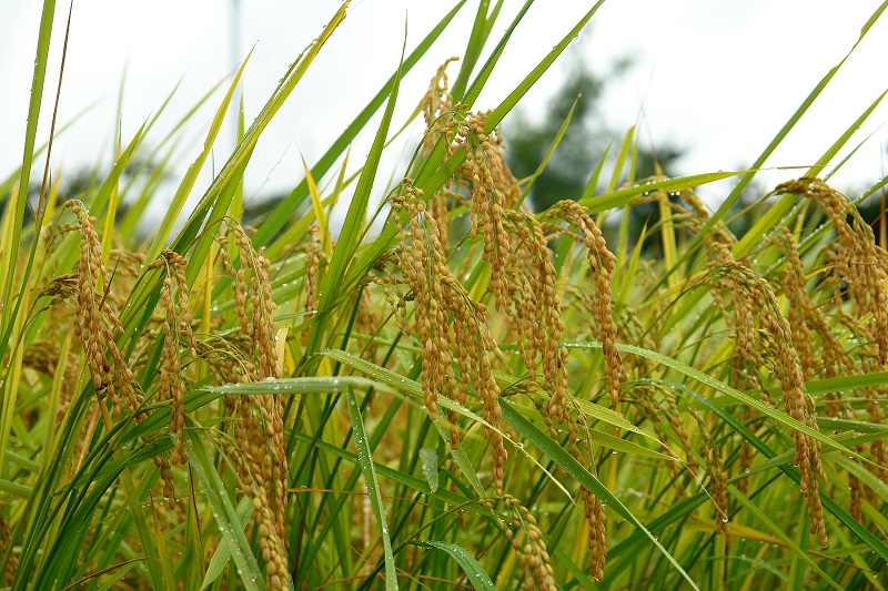 2024年産龍の瞳飛騨産 内容量: 2kg(13合), 精米方法: 精米