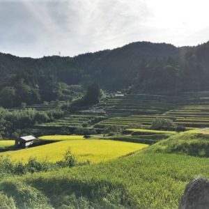 2026年産龍の瞳岐阜産 内容量: 1kg(6.7合), 精米方法: 精米