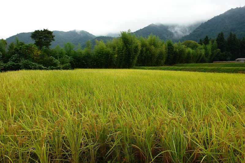 2024年産龍の瞳飛騨産 内容量: 2kg(13合), 精米方法: 精米