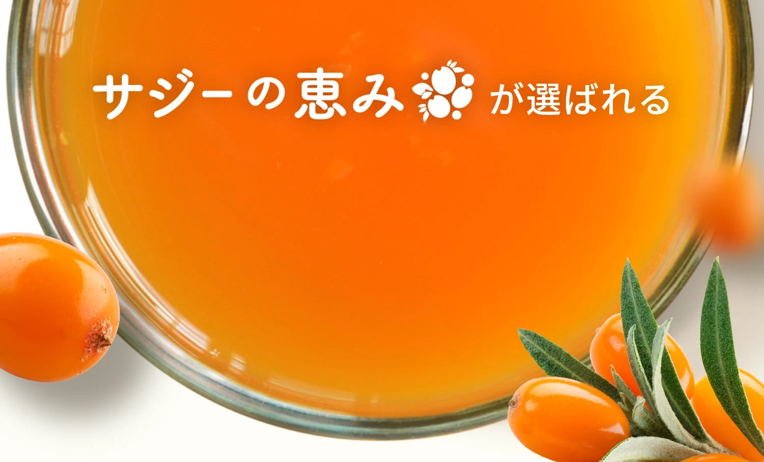 サジーの恵みが選ばれる