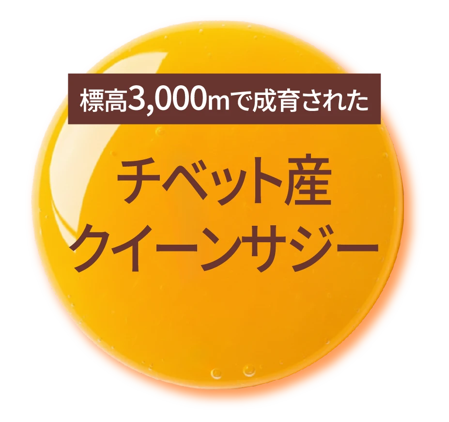 標高3000mで育成されたチベット産高栄養サジー