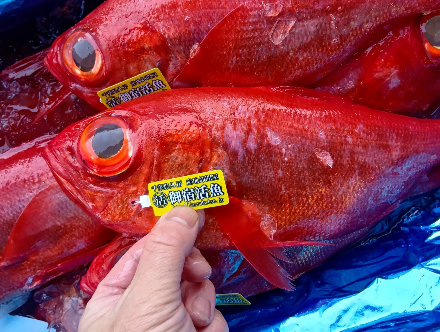 【魚匠の一夜干し】千葉産地金目鯛（半身）