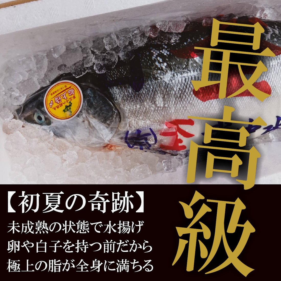 北海道日高産 ときしらず（時鮭）藻塩熟成