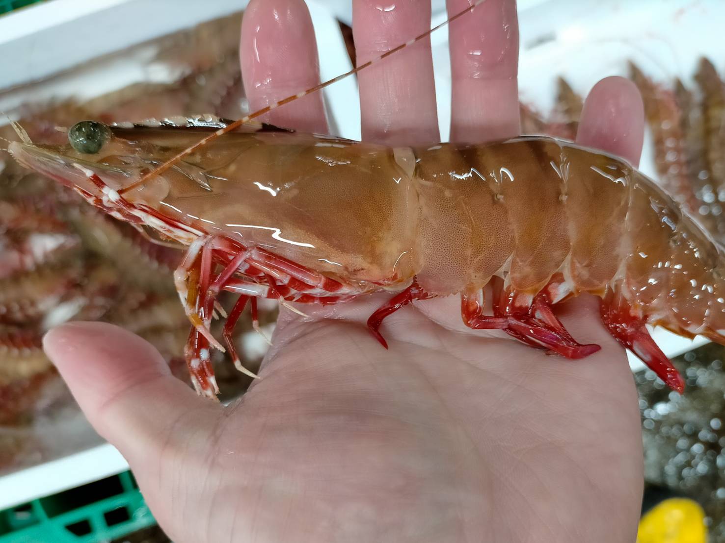 【魚匠の味噌漬け】くま海老（2尾）