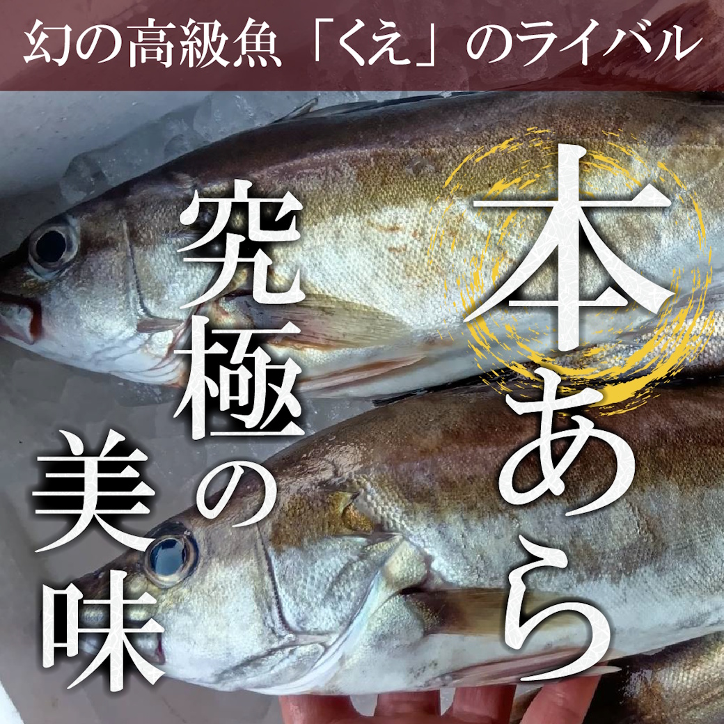 【魚匠の一夜干し】島根産「本」あら～クエと並ぶ最高級魚