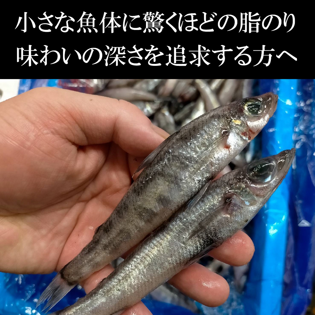 【魚匠の一夜干し】愛知県産めひかり