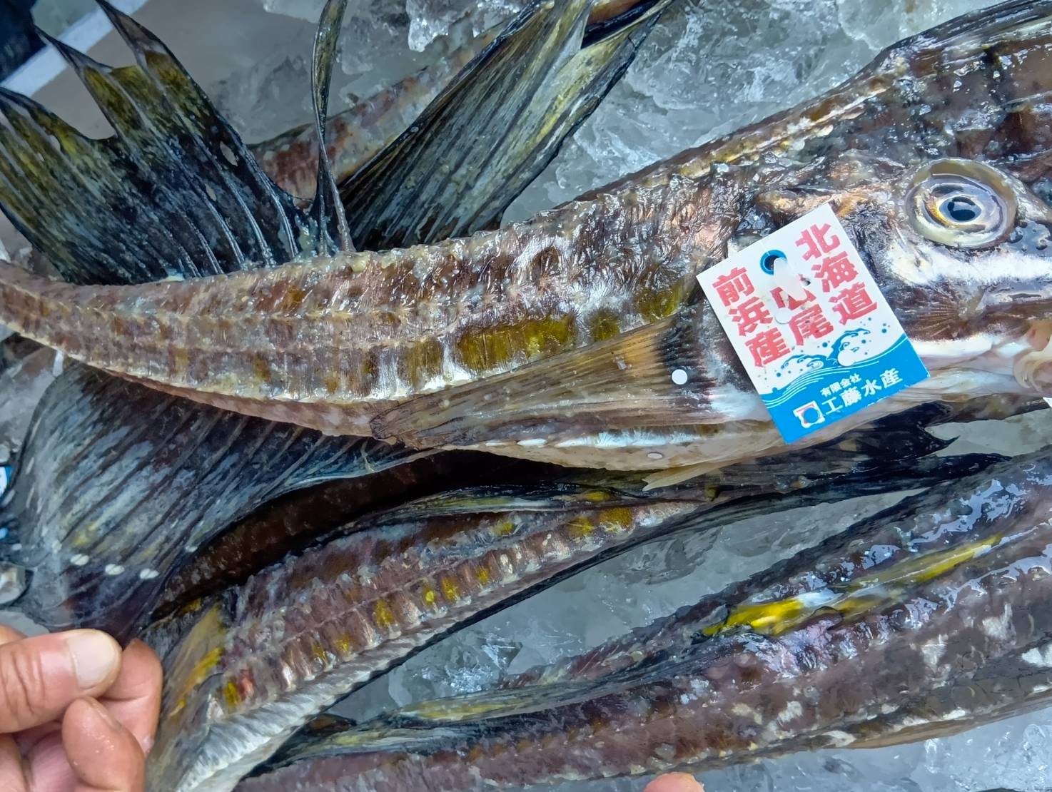 【魚匠の一夜干し】北海道産八角・超特大