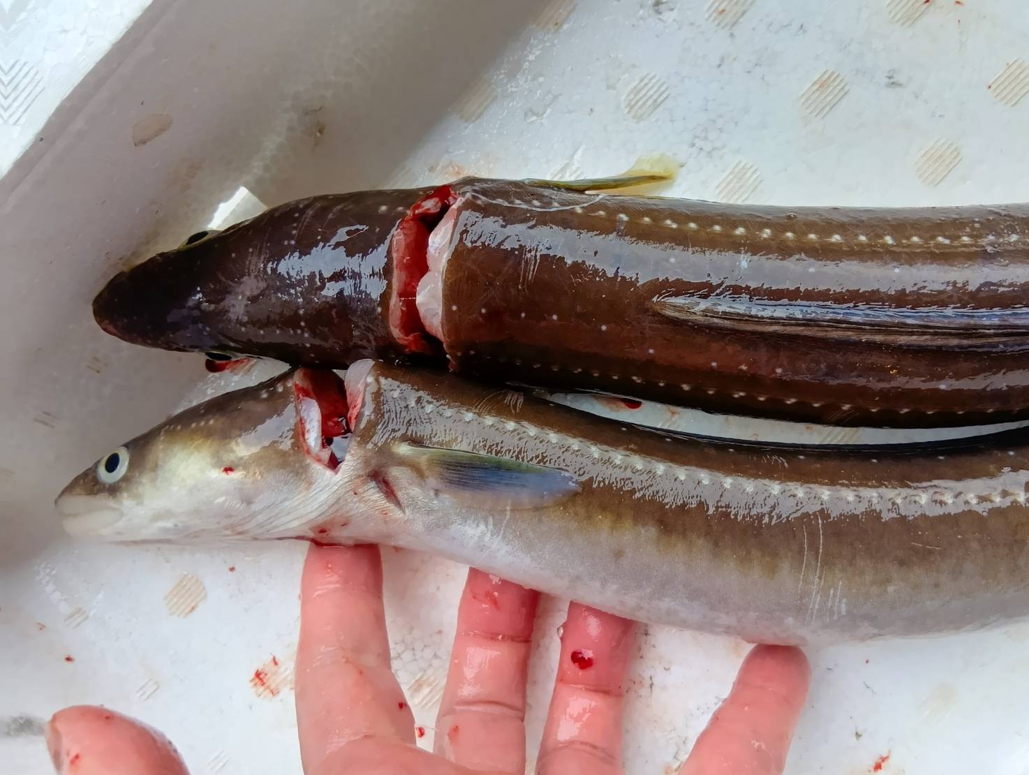 【魚匠の逸品】塩麹熟成和風コンフィ伝助あなご