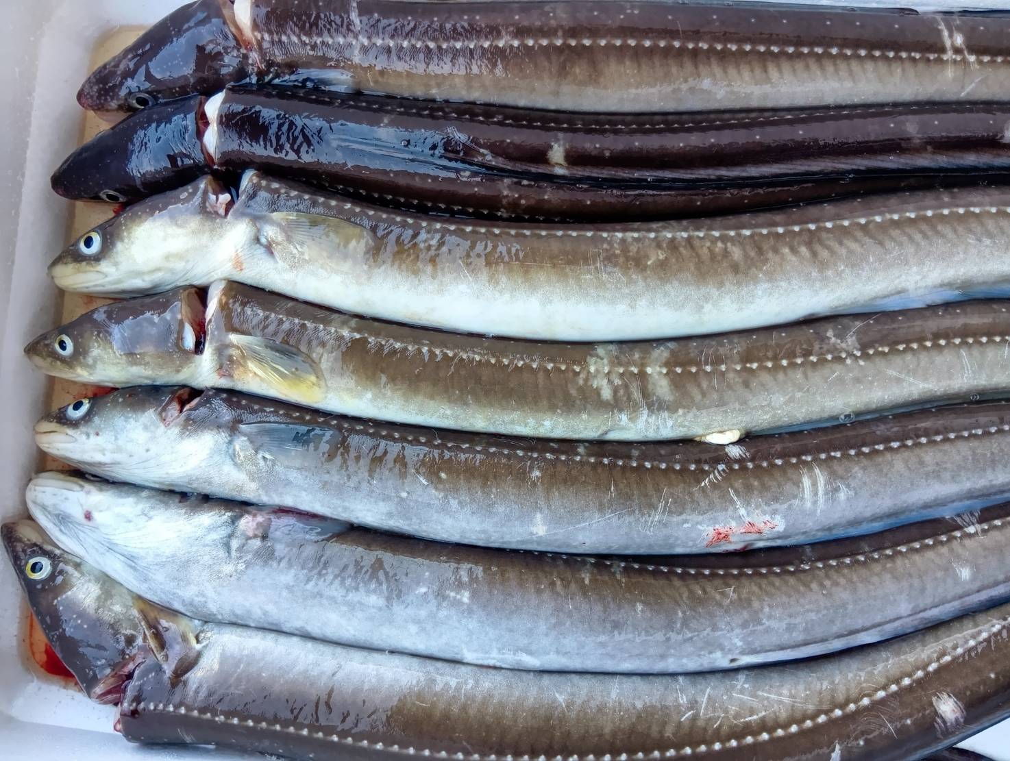 【魚匠の西京焼き】伝助あなご