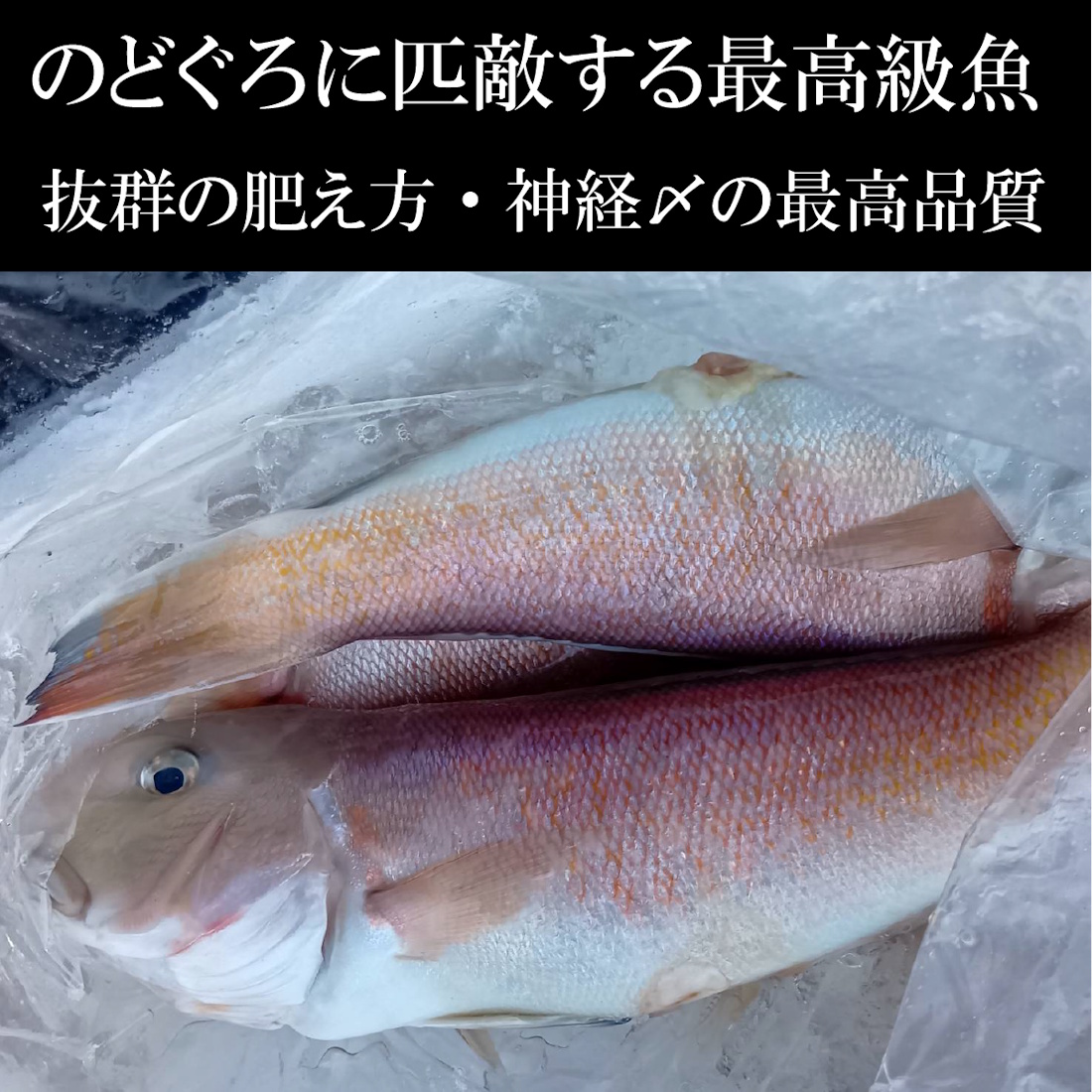【魚匠の西京焼き】白甘鯛