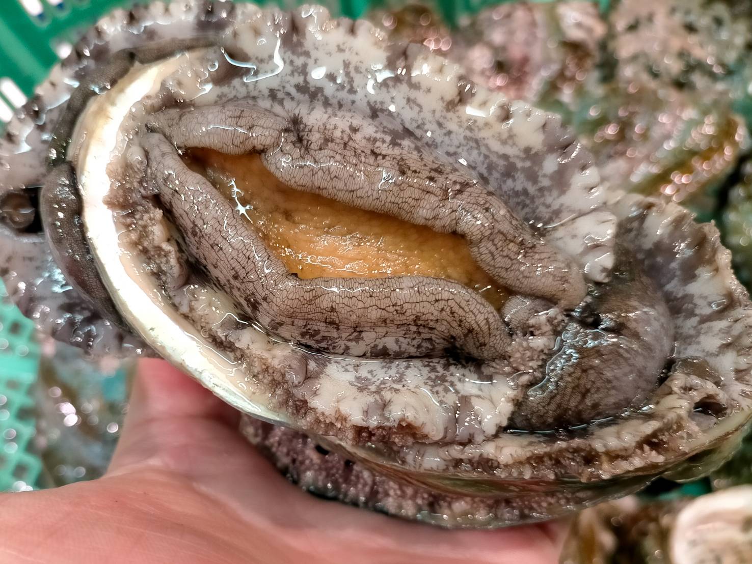 【魚匠の逸品】蝦夷あわびの酒蒸し