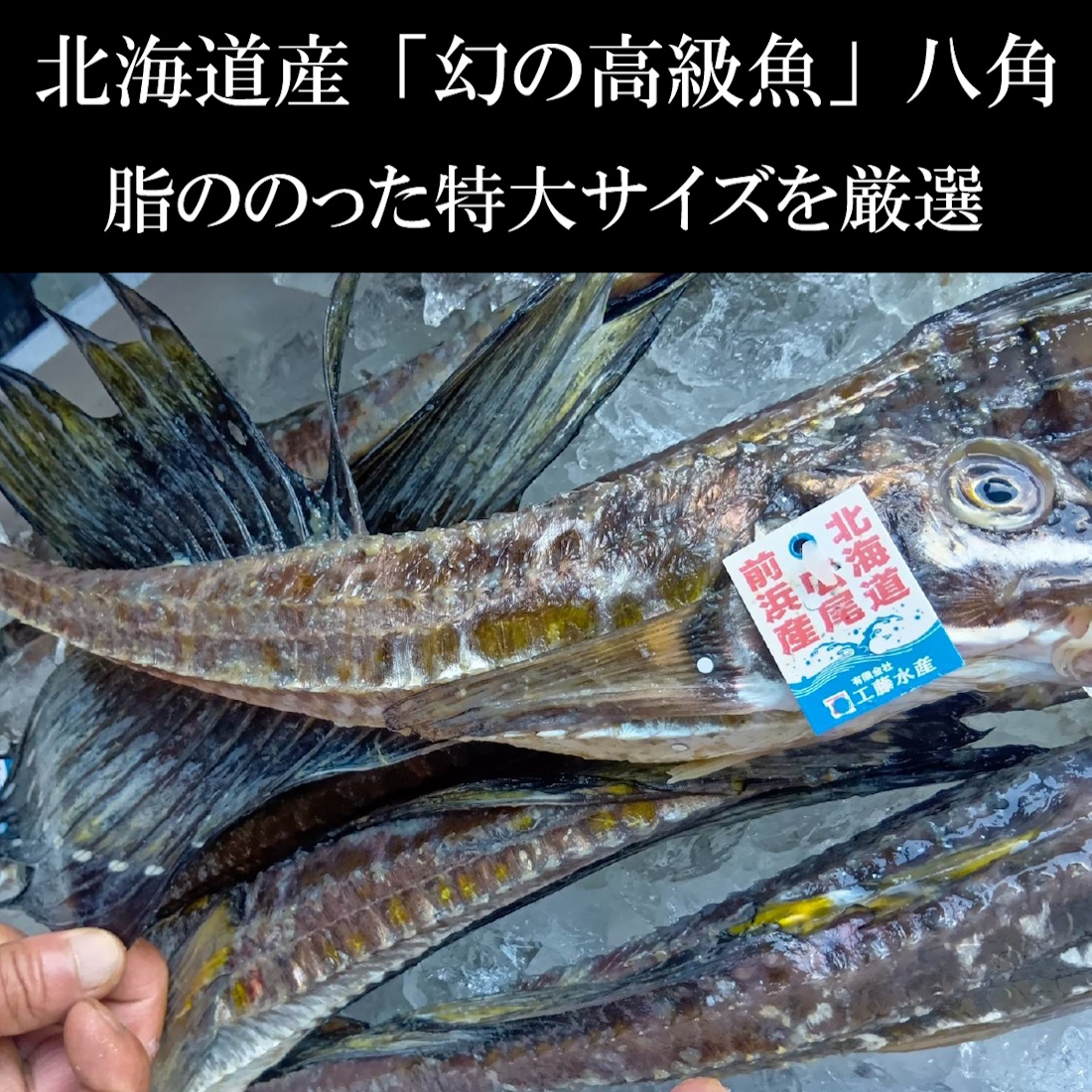 【魚匠の一夜干し】北海道産八角・大