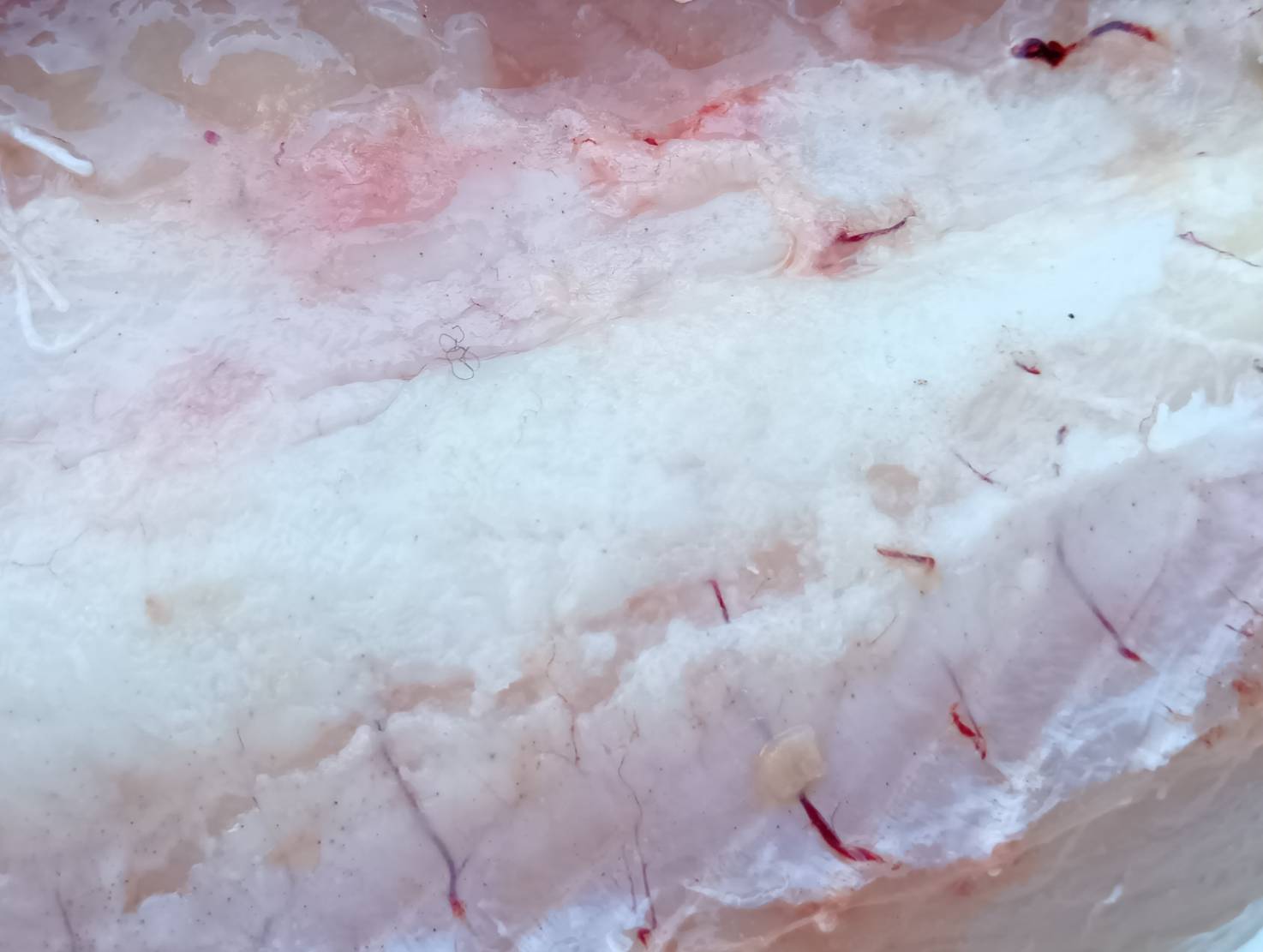 【魚匠の一夜干し】宮城産トロかます