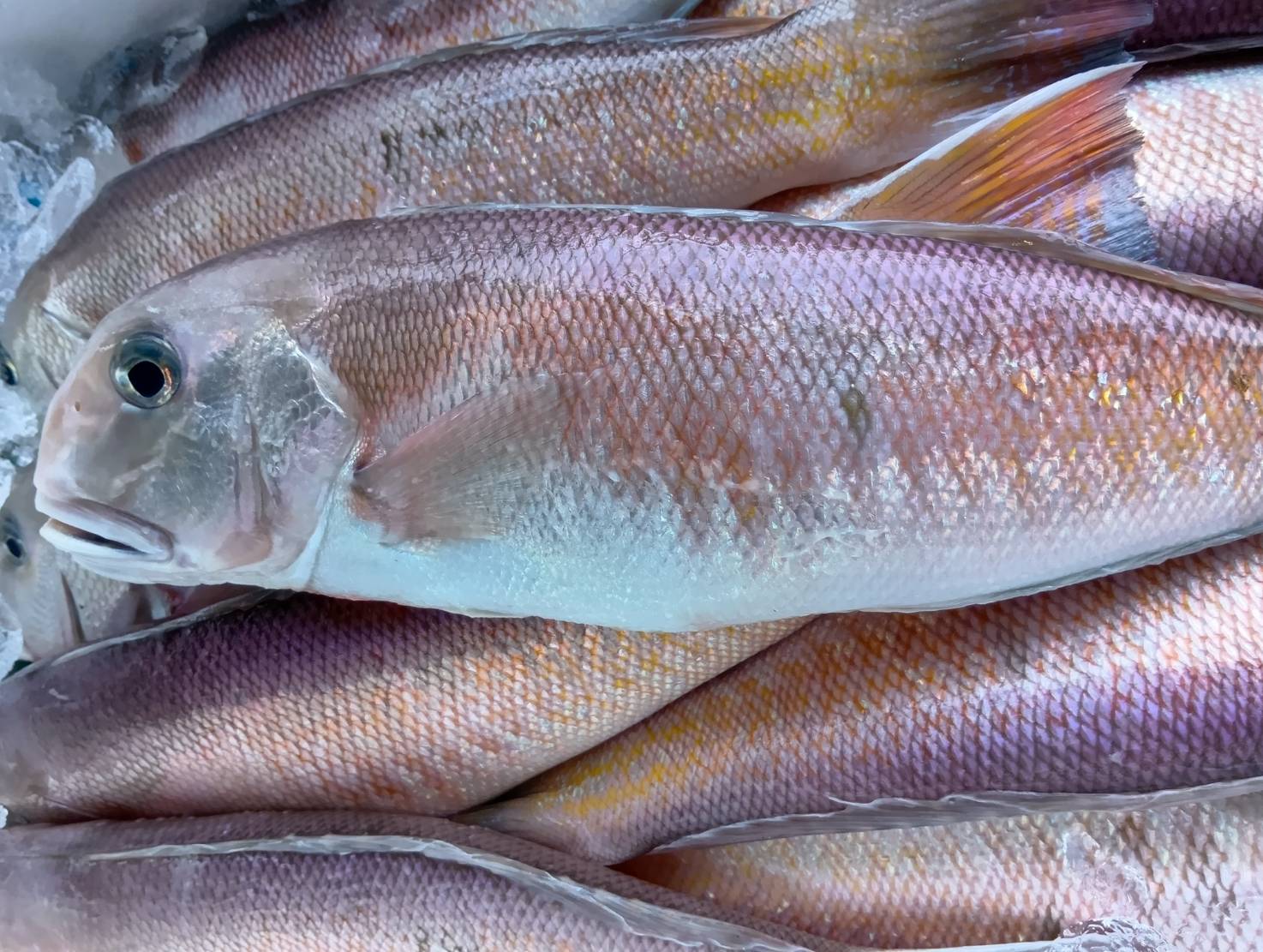 【魚匠の一夜干し】高知県産しろあまだい