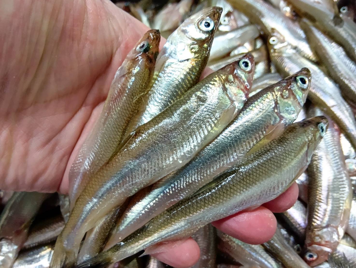 【魚匠の一夜干し】北海道の秘宝：本ししゃも（オスメス混合６尾）