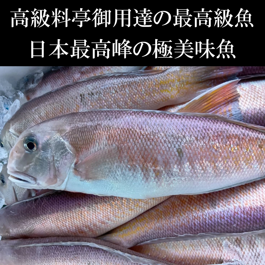 【魚匠の一夜干し】高知県産しろあまだい