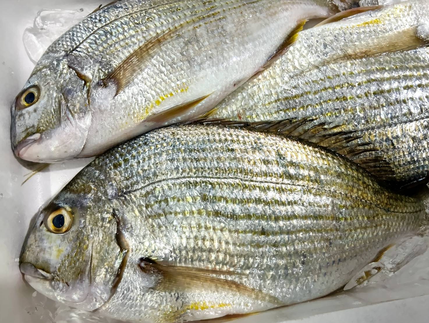 【魚匠の逸品】白鯛の醤油麹熟成和風コンフィ