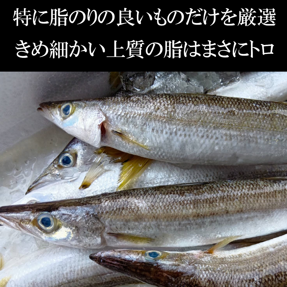 【魚匠の一夜干し】宮城産トロかます