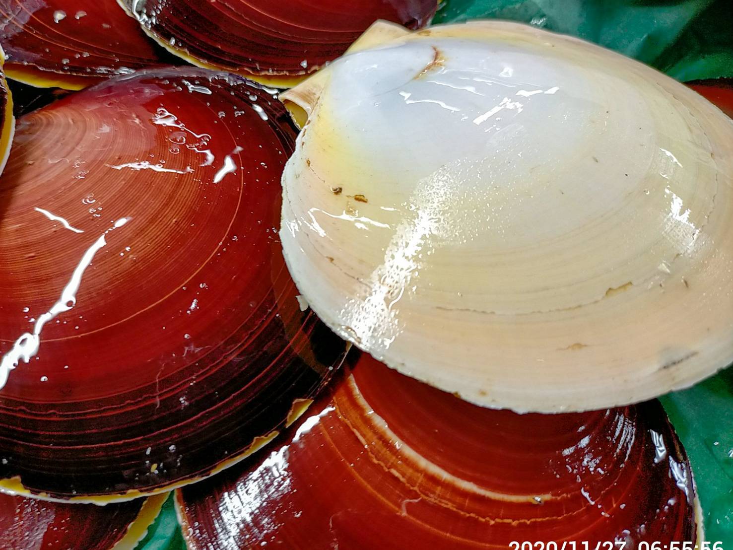 【魚匠の逸品】月日貝のエスカルゴ風