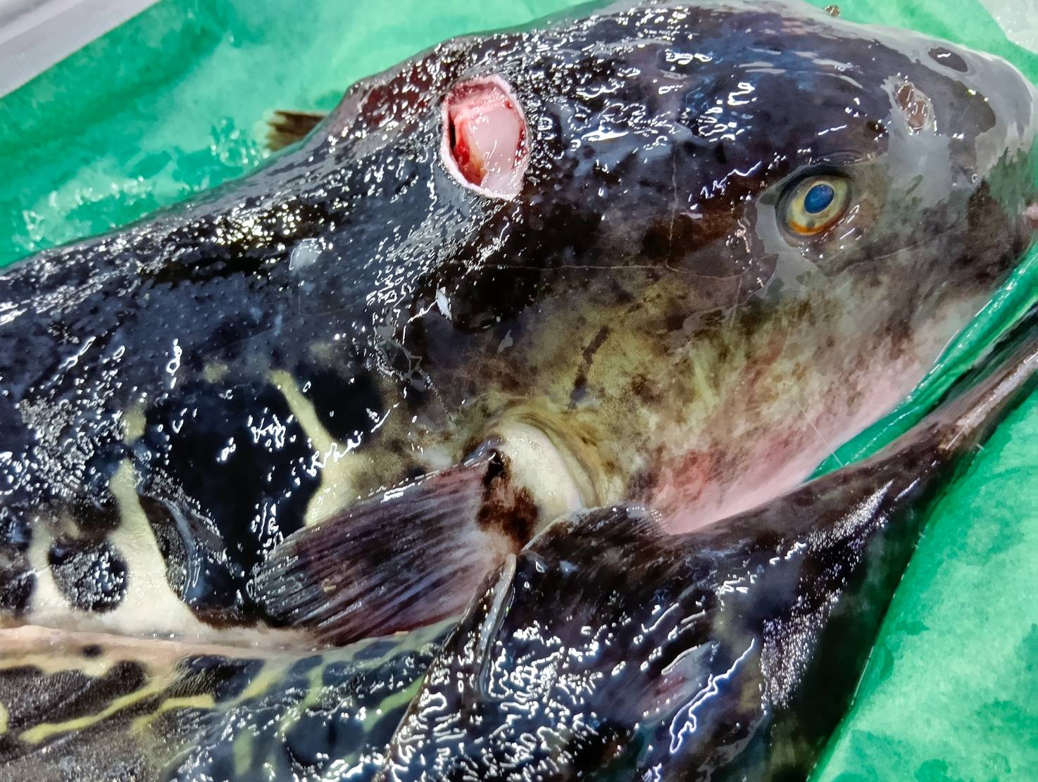 【魚匠の醤油麹】天然とらふぐの醤油麹漬け