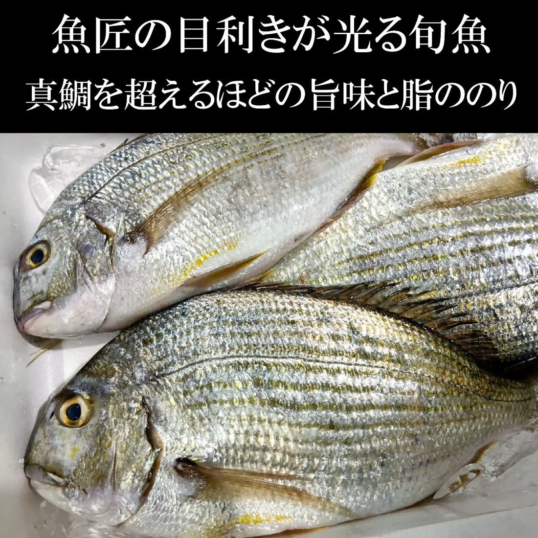 【魚匠の逸品】白鯛の醤油麹熟成和風コンフィ