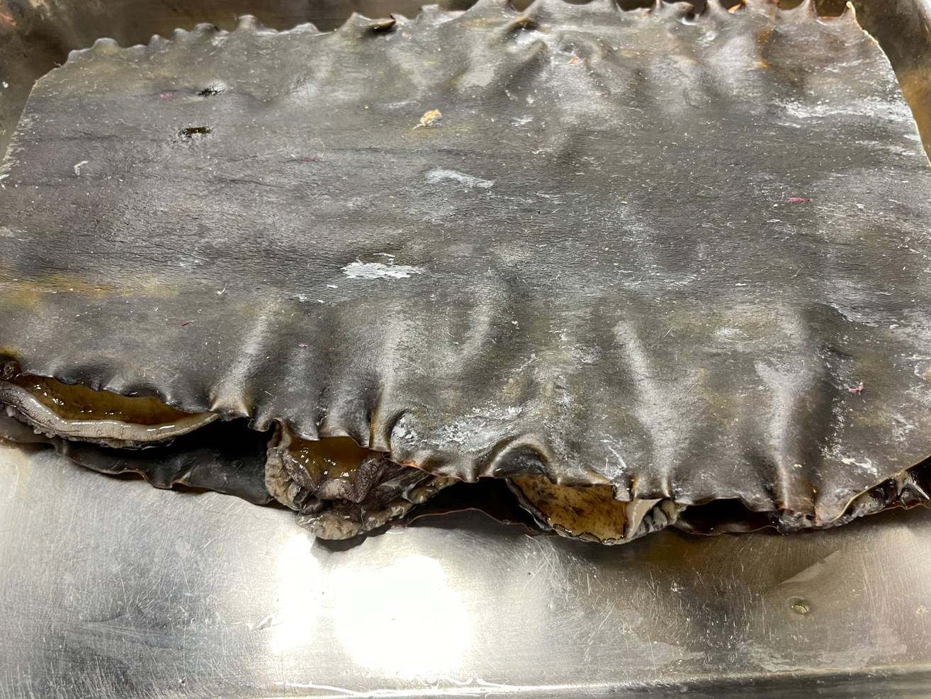 【魚匠の逸品】蝦夷あわびの酒蒸し