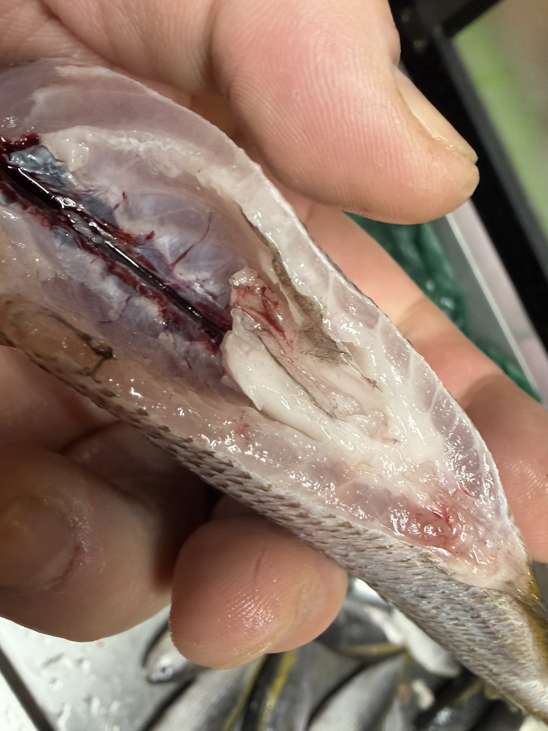【魚匠の一夜干し】静岡県産極上たかべ