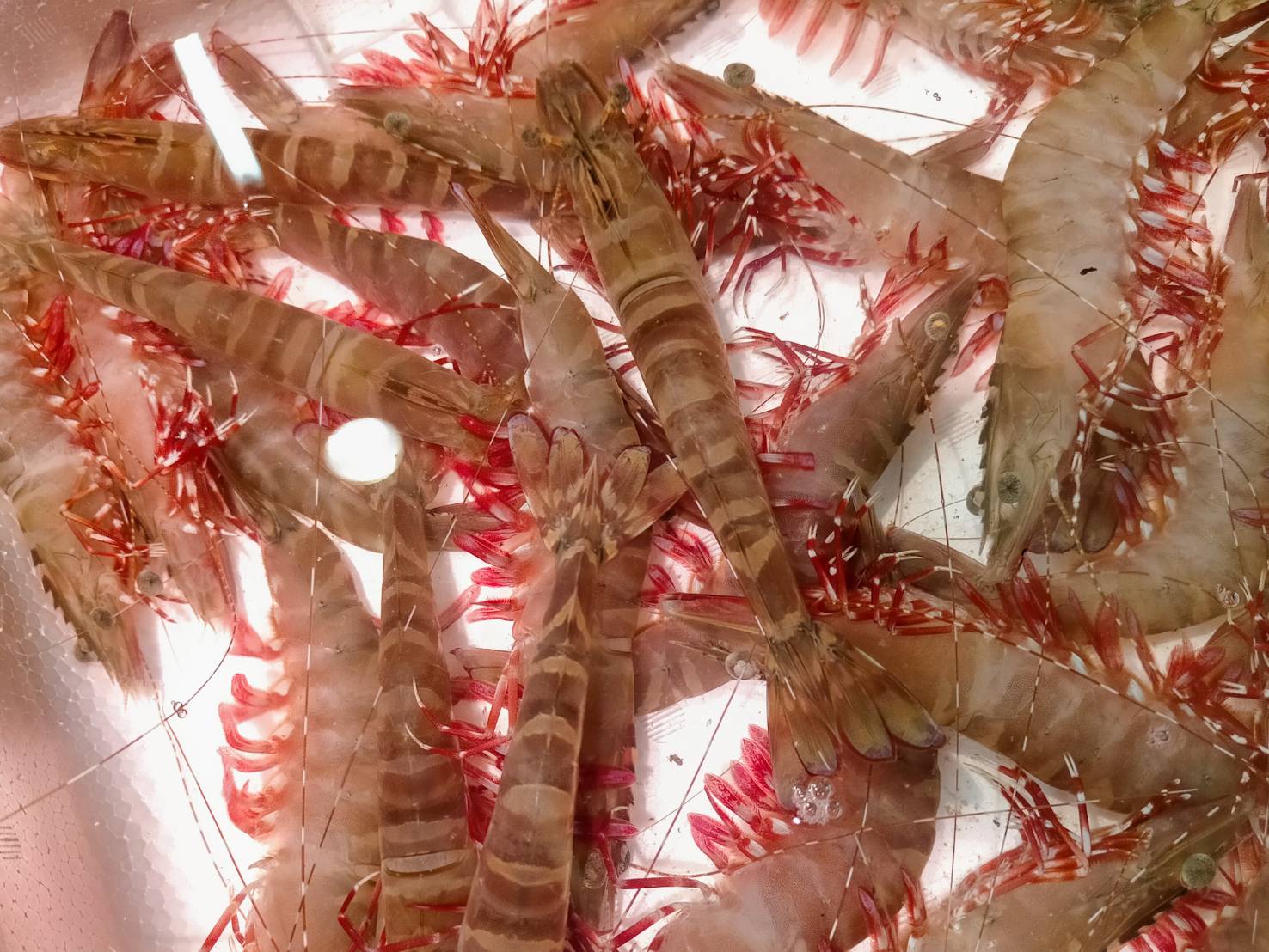 【魚匠の味噌漬け】くま海老（2尾）