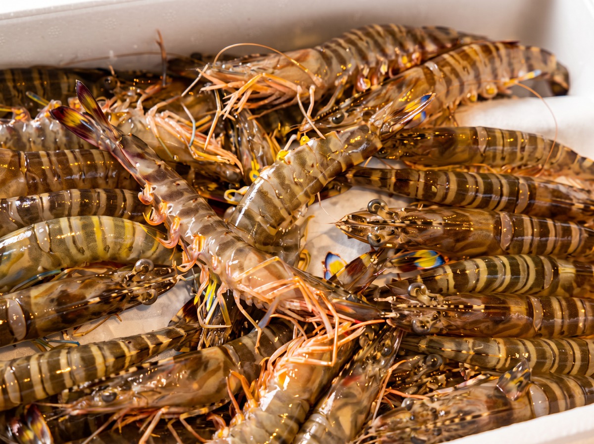 【魚匠の逸品】才巻海老の味噌漬け