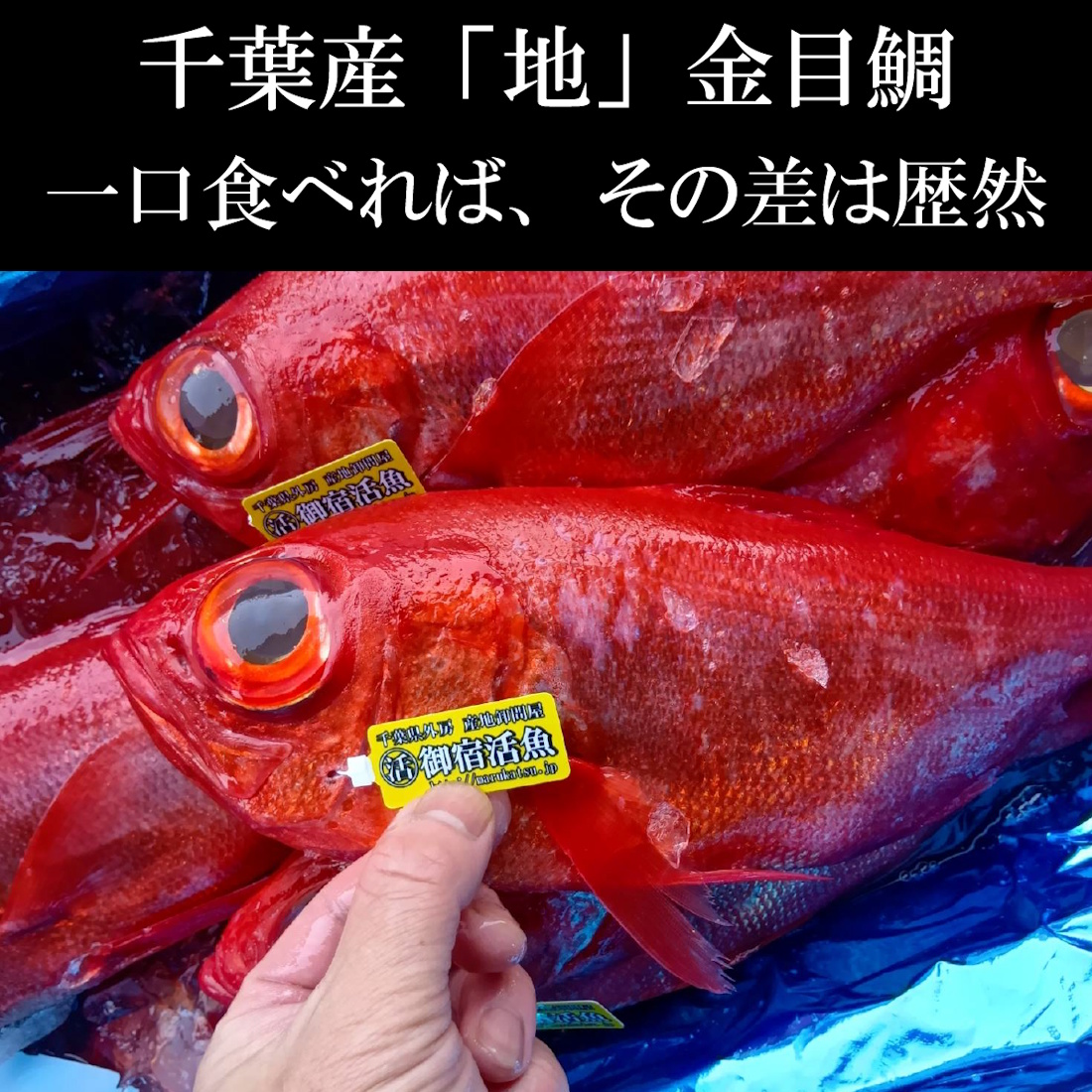 【魚匠の一夜干し】千葉産地金目鯛（半身）
