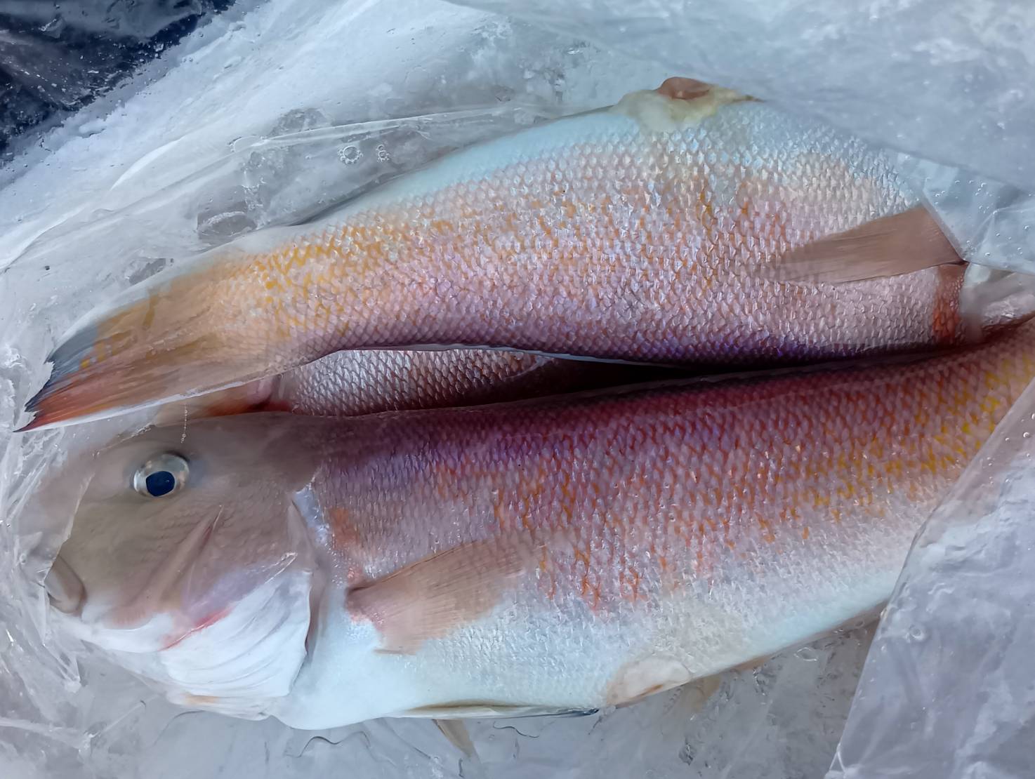 【魚匠の西京焼き】白甘鯛