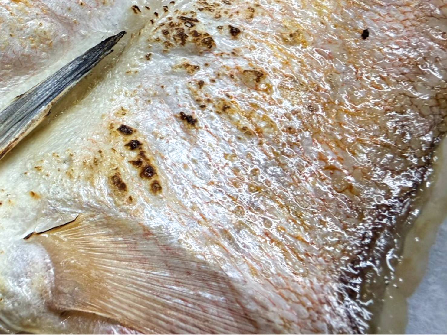 【魚匠の一夜干し】高知県産しろあまだい