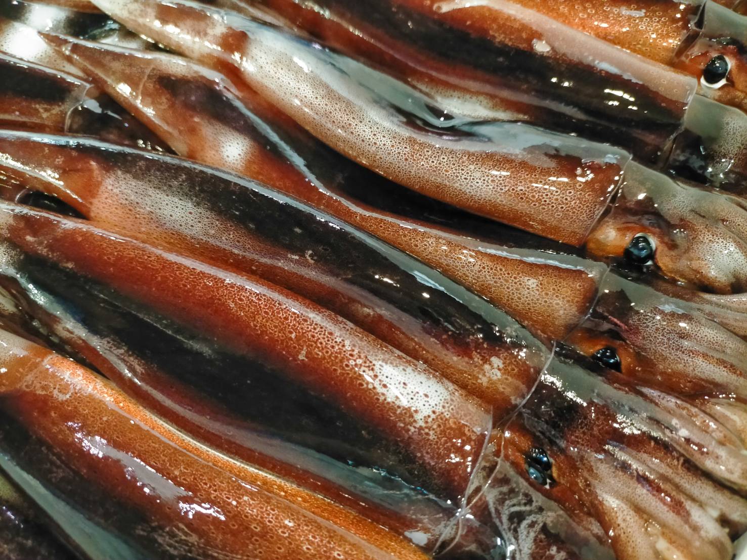 【魚匠の一夜干し】富山氷見産するめいか